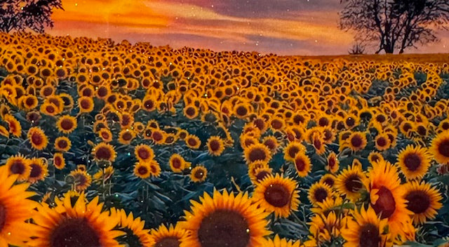 Sunflower Field